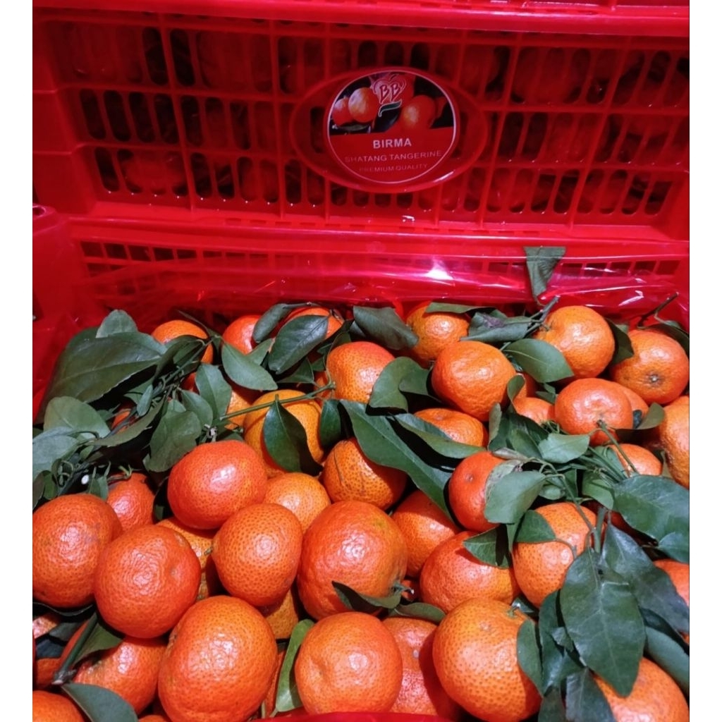 Jeruk Santang Birma