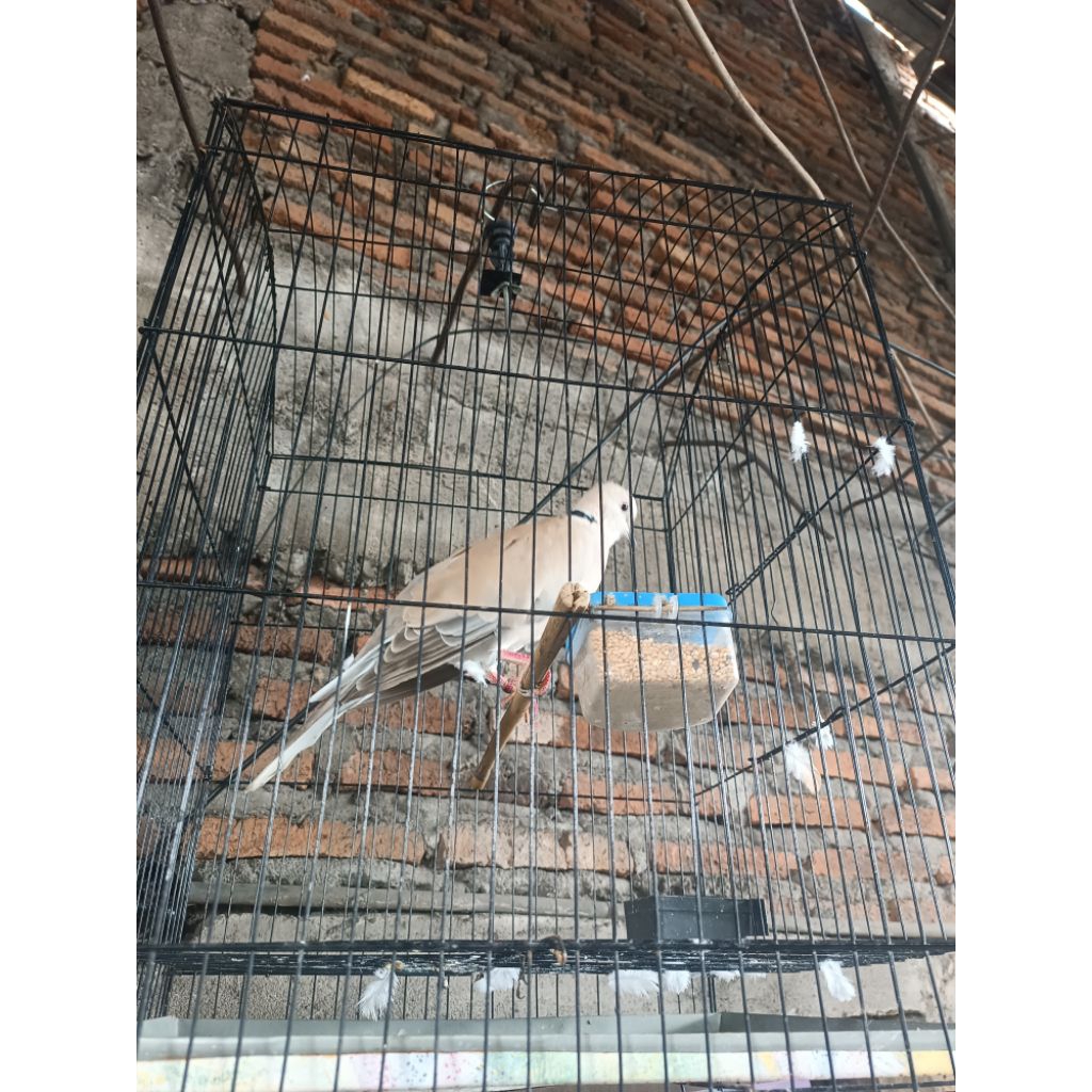 puter pelung kuntimanak