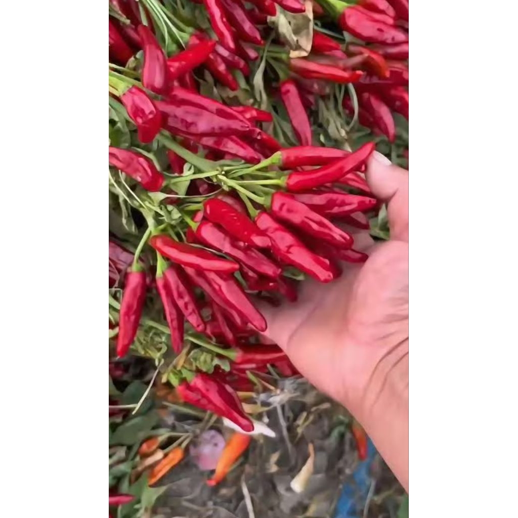 cabe mahkota dompol