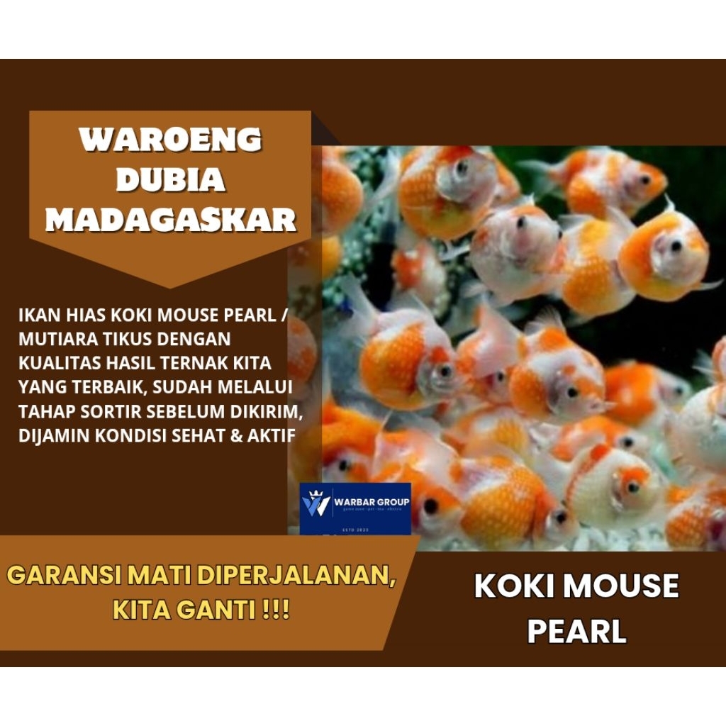 Ikan hias koki mutiara tikus KUALITAS GRADE A ( GARANSI )