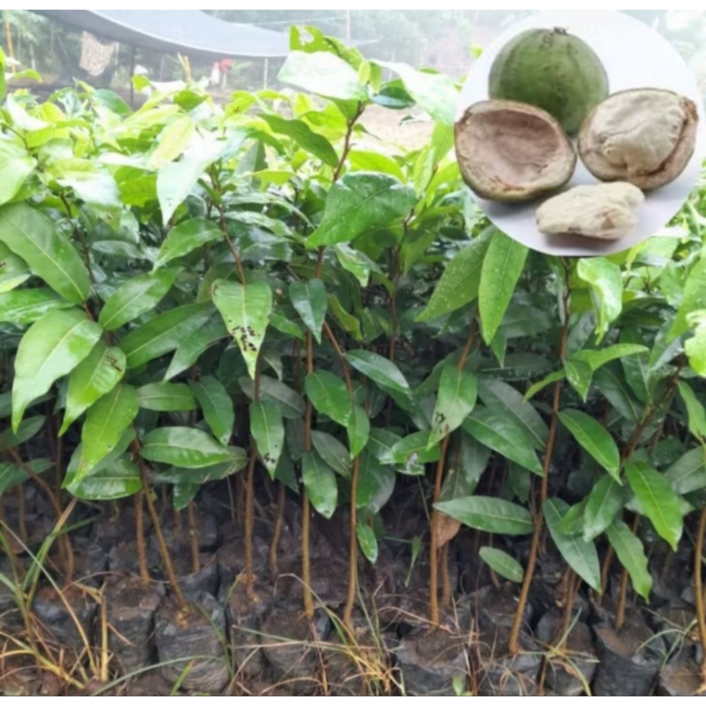Bibit Pohon gayam (Inocarpus fagiferus) tanaman peneduh, akar kuat anti longsor, buah kaya manfaat, 