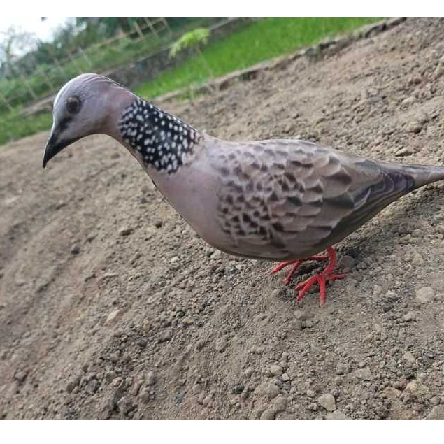 jontrot boneka burung tekukur mirip asli ampuh