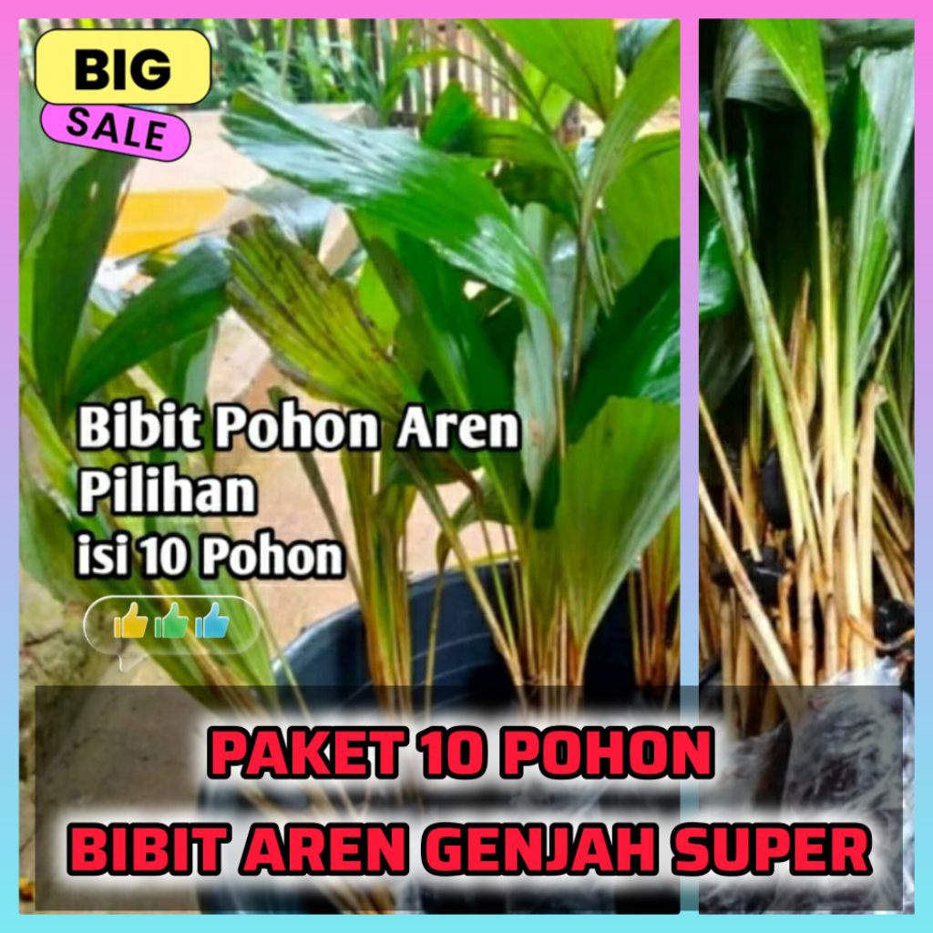 BIBIT AREN GENJAH / BENIH AREN GENJAH - isi 10 Bibit