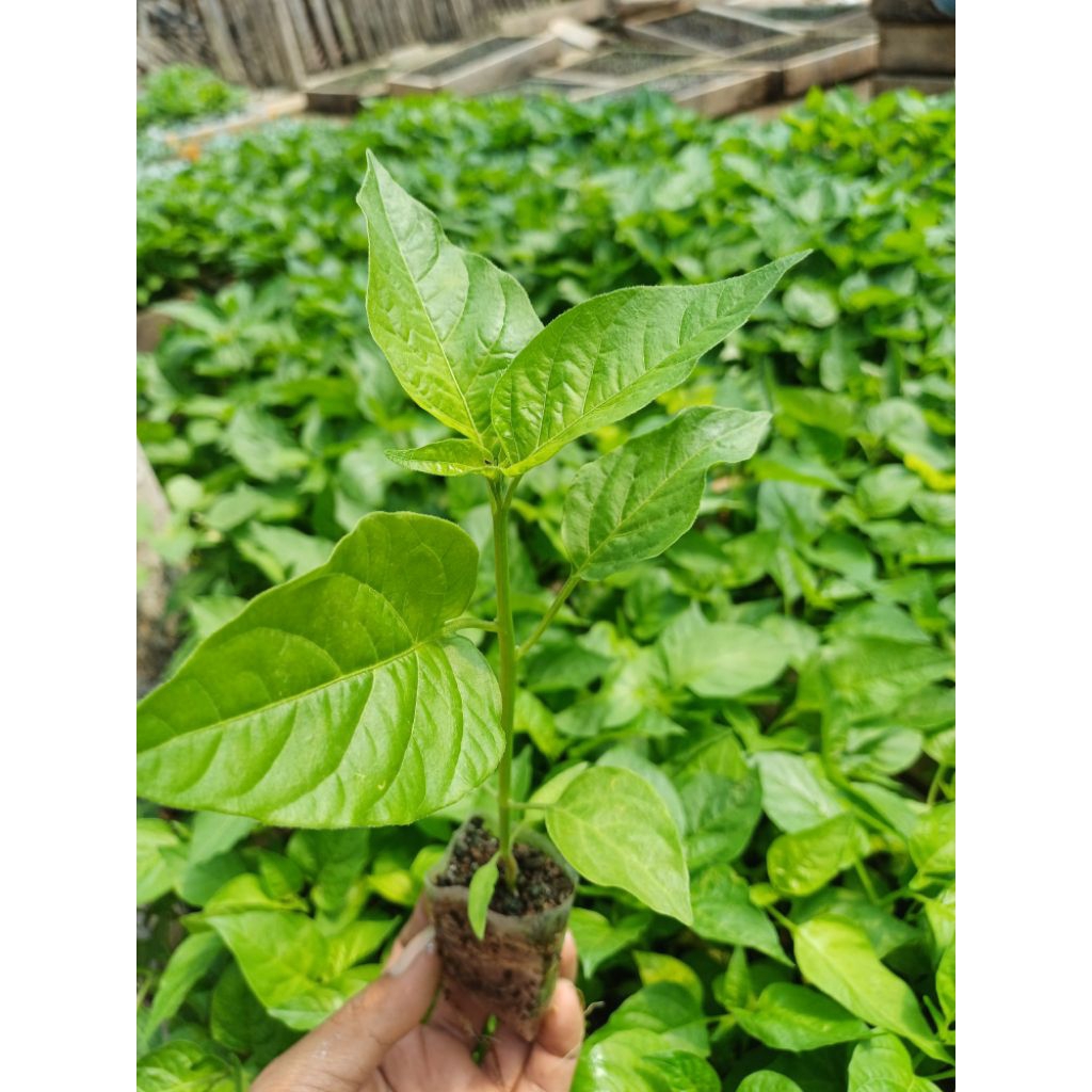 Bibit cabe rawit siap tanam
