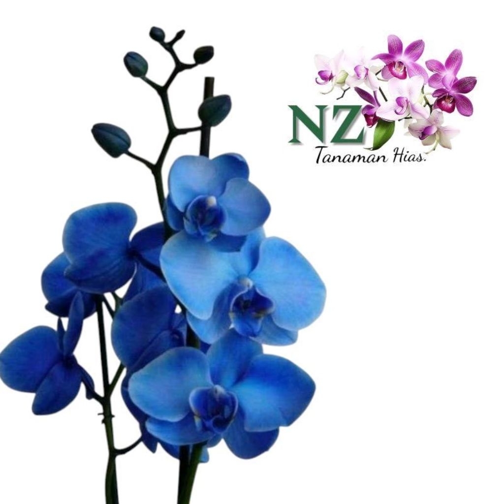 Tanaman Hias Anggrek Dendrobium Blue - Tanaman Hias Anggrek Bunga Biru