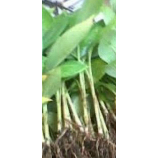 Bibit pisang kepok super