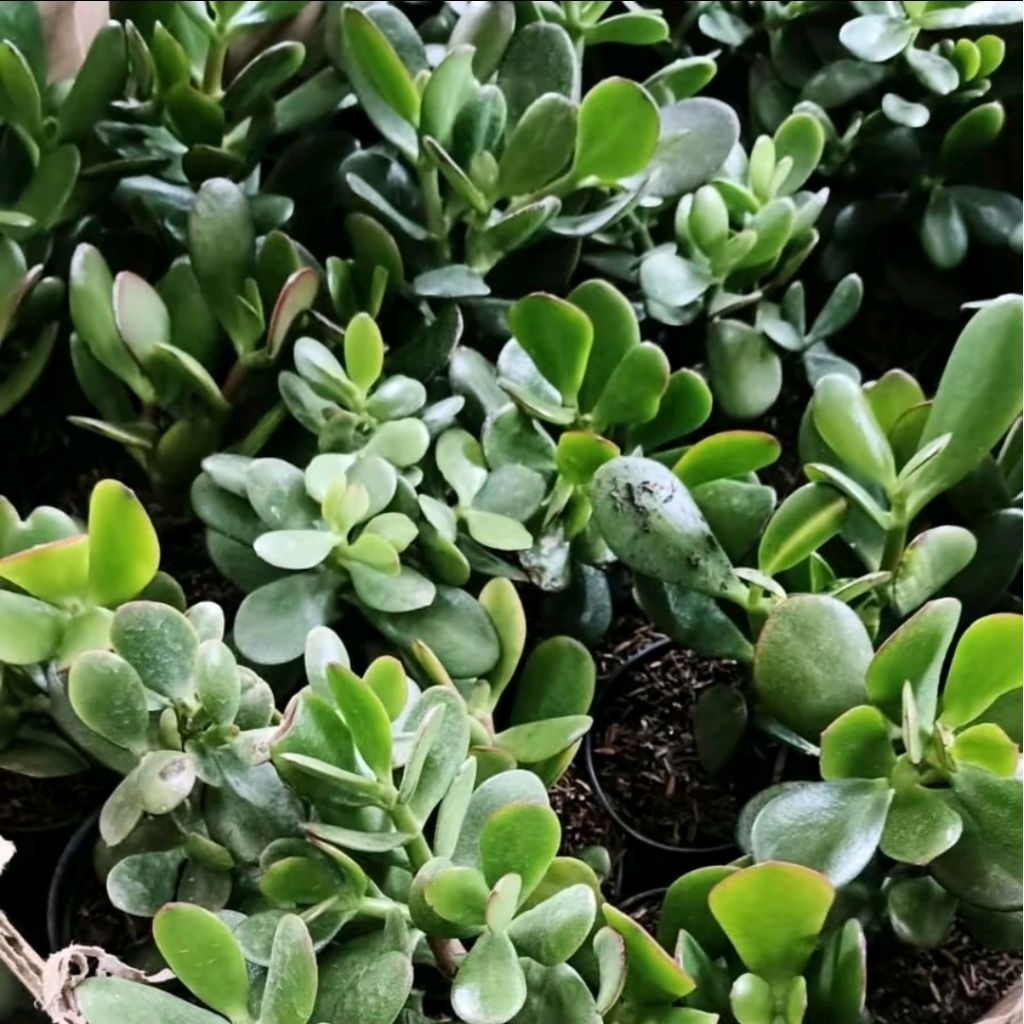 Jade Plant Hijau / Crassula Ovata / Jade Plant