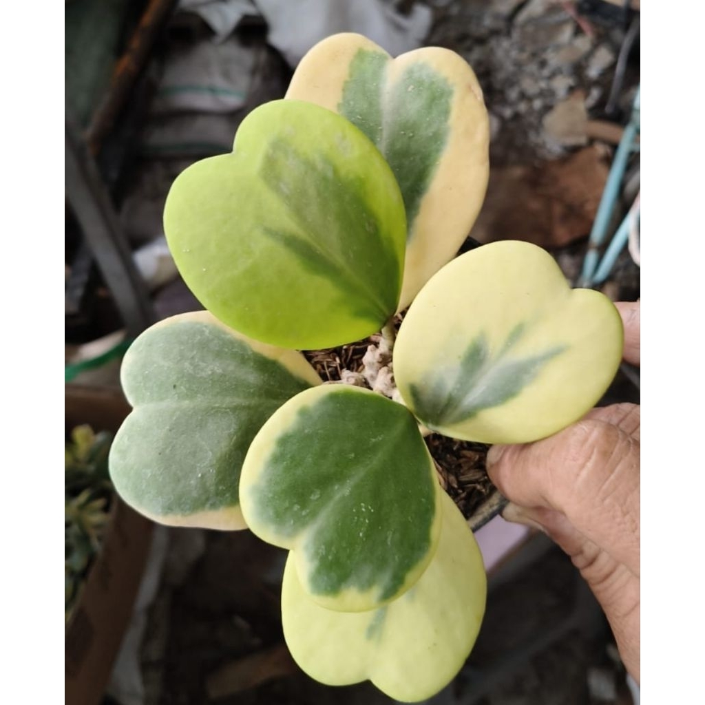 Hoya Kerrii Variegata / Hoya Keri Variegata