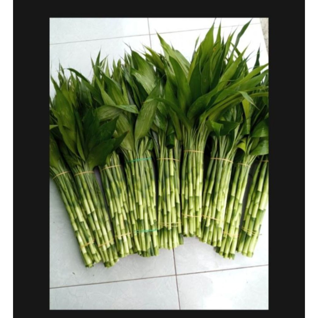 paket 10 pohon tanaman hias bambu Sri rejeki,, bambu hoki panjang 25 cm dekorasi taman indoor dan ou