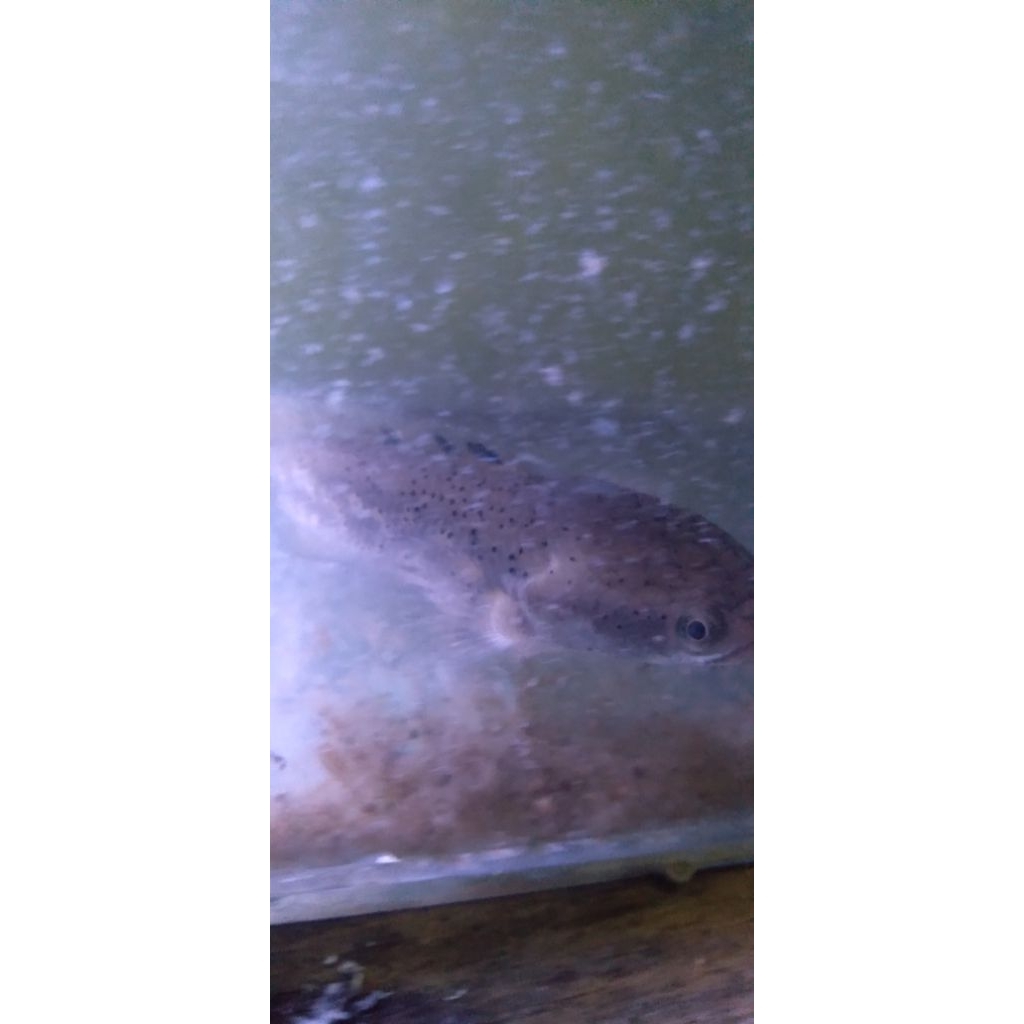 channa blue pulchra size 12 cm