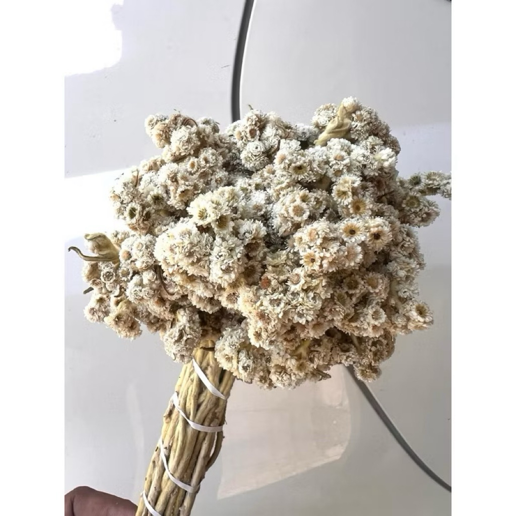 bunga edelweis bunga kering abadi bromo mekar