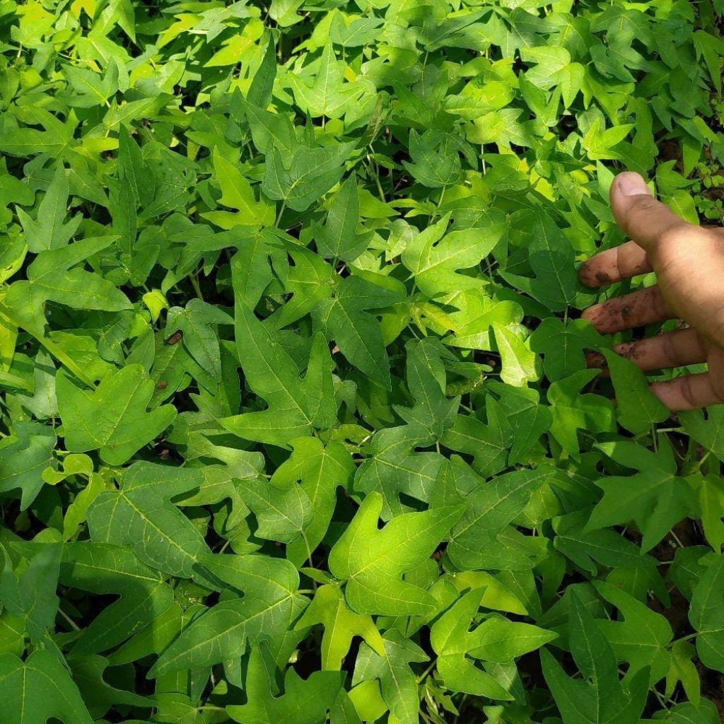 Bibit Pepaya California Siap Tanam