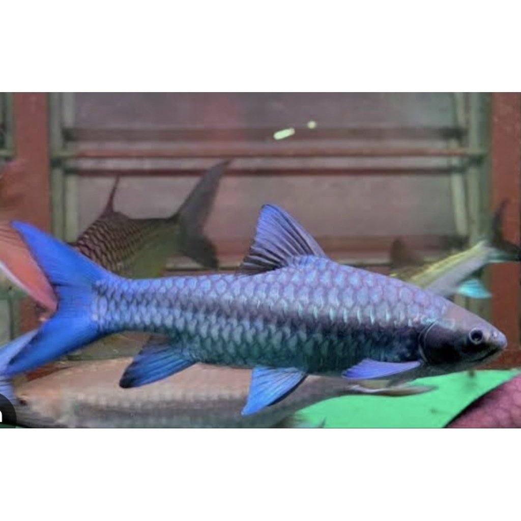 mainan pria mahseer neo heter