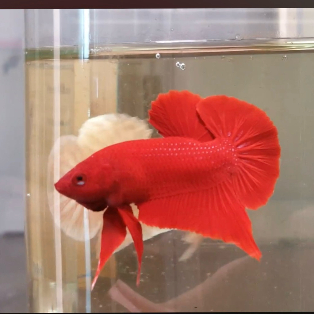 Paket ikan hias cupang plakat super red 2 ekor