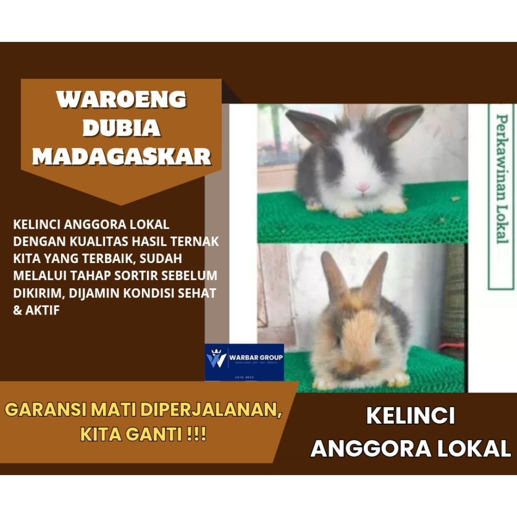 Kelinci hias anggora KUALITAS GRADE A ( GARANSI )
