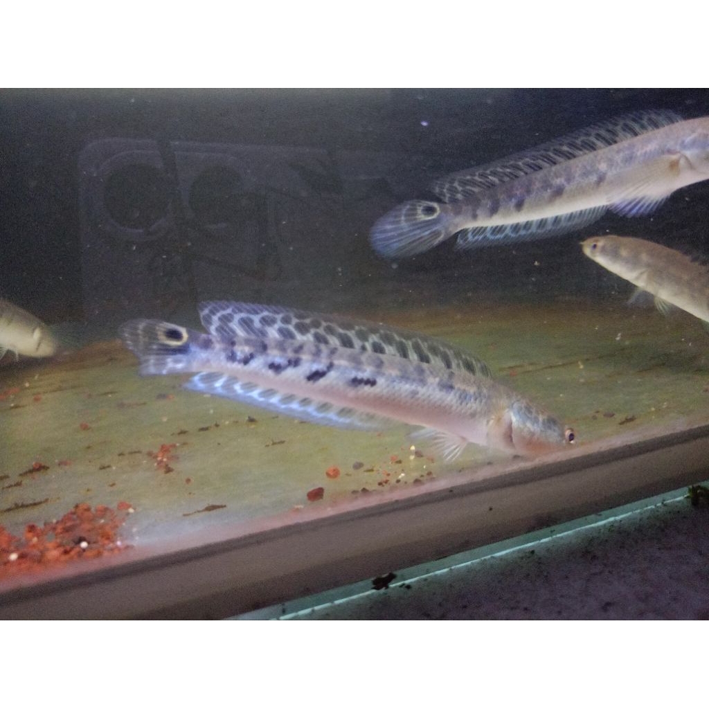 Maru Batik 10-14cm, Yellow Maru, Channa Maru, Bahan Maru Batik