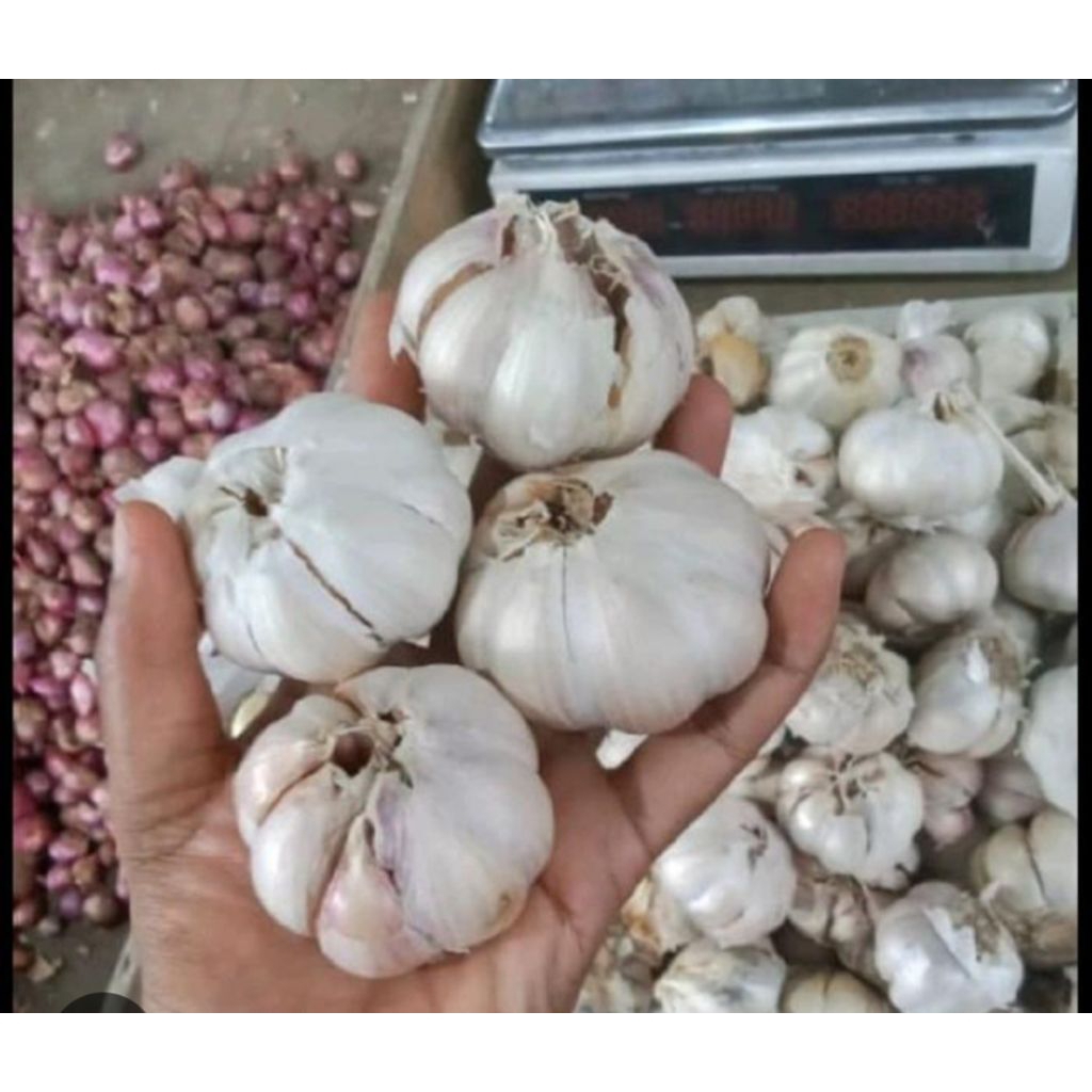bawang putih sinco