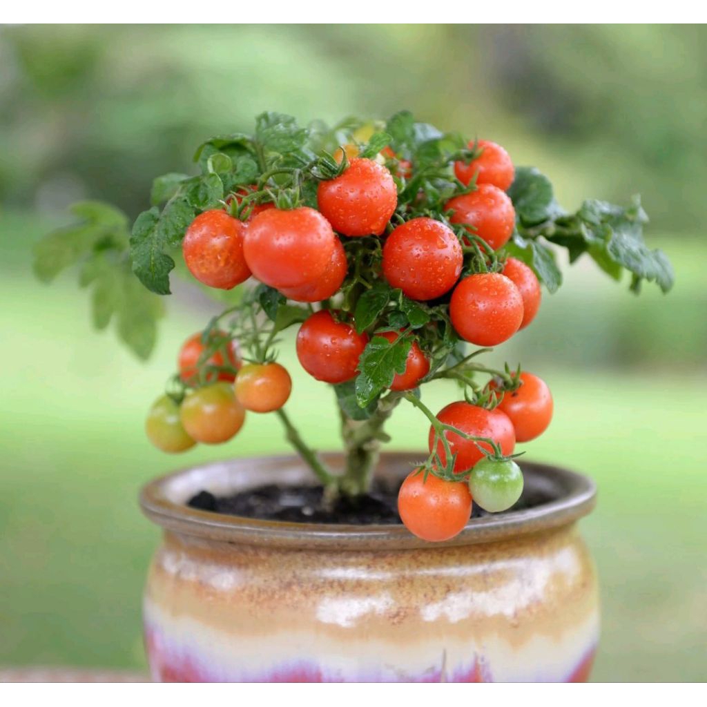 Benih tomat mini cherry kemasan premium