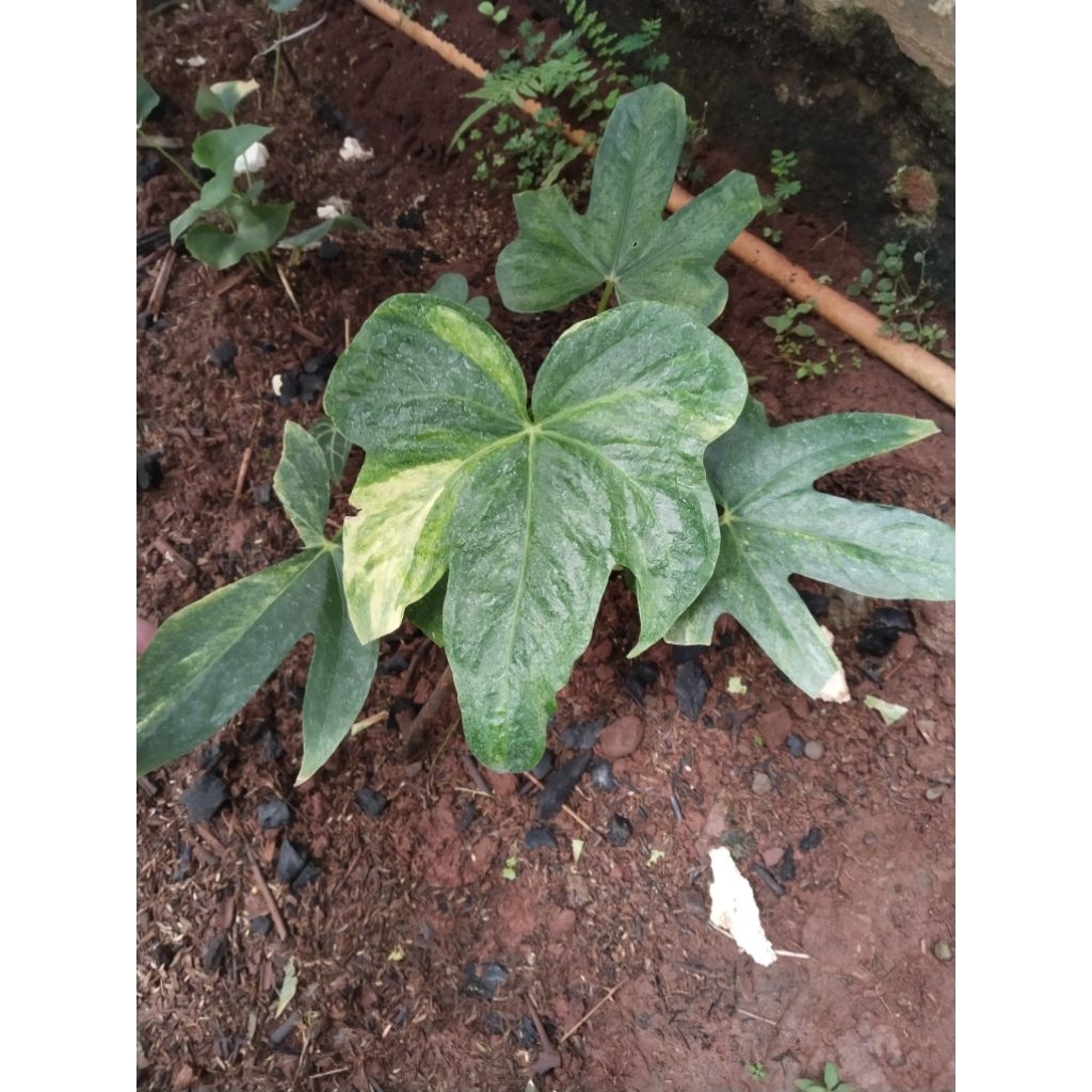 anthurium jari varigata besar ( sudah berbuah )