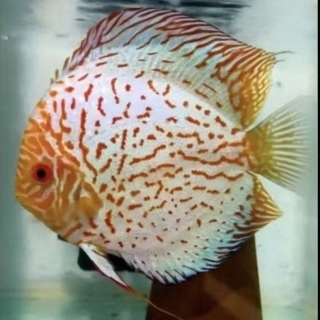Discus White Pigeon // Best Quality // Ikan Hias Aquarium