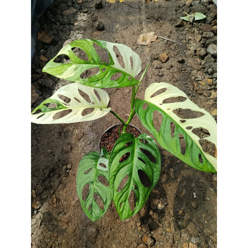janda bolong varigata