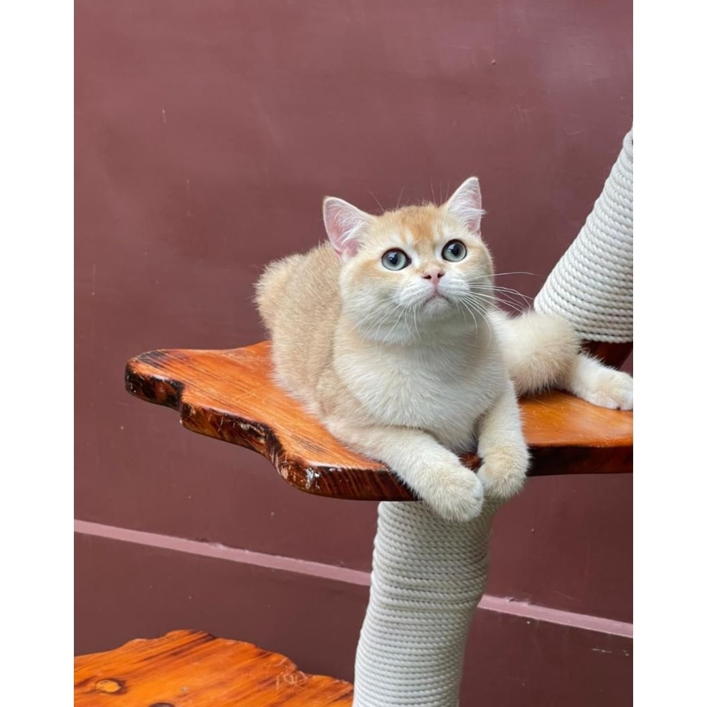 BSH golden jantan kitten