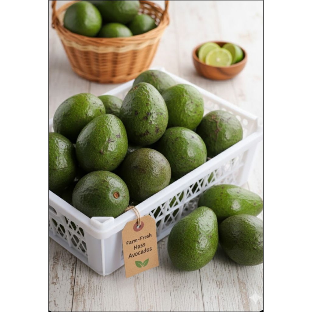 Buah Alpukat/Alpukat Mentega/AvocadoAlpukat Segar/ Daging Tebal, Lembut & Cocok untuk Jus / Salad