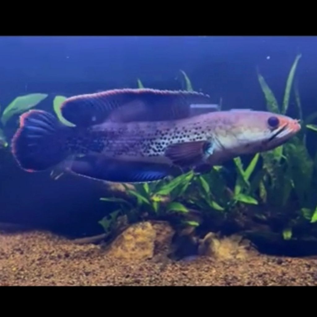 stewartii karbianglong gondrong