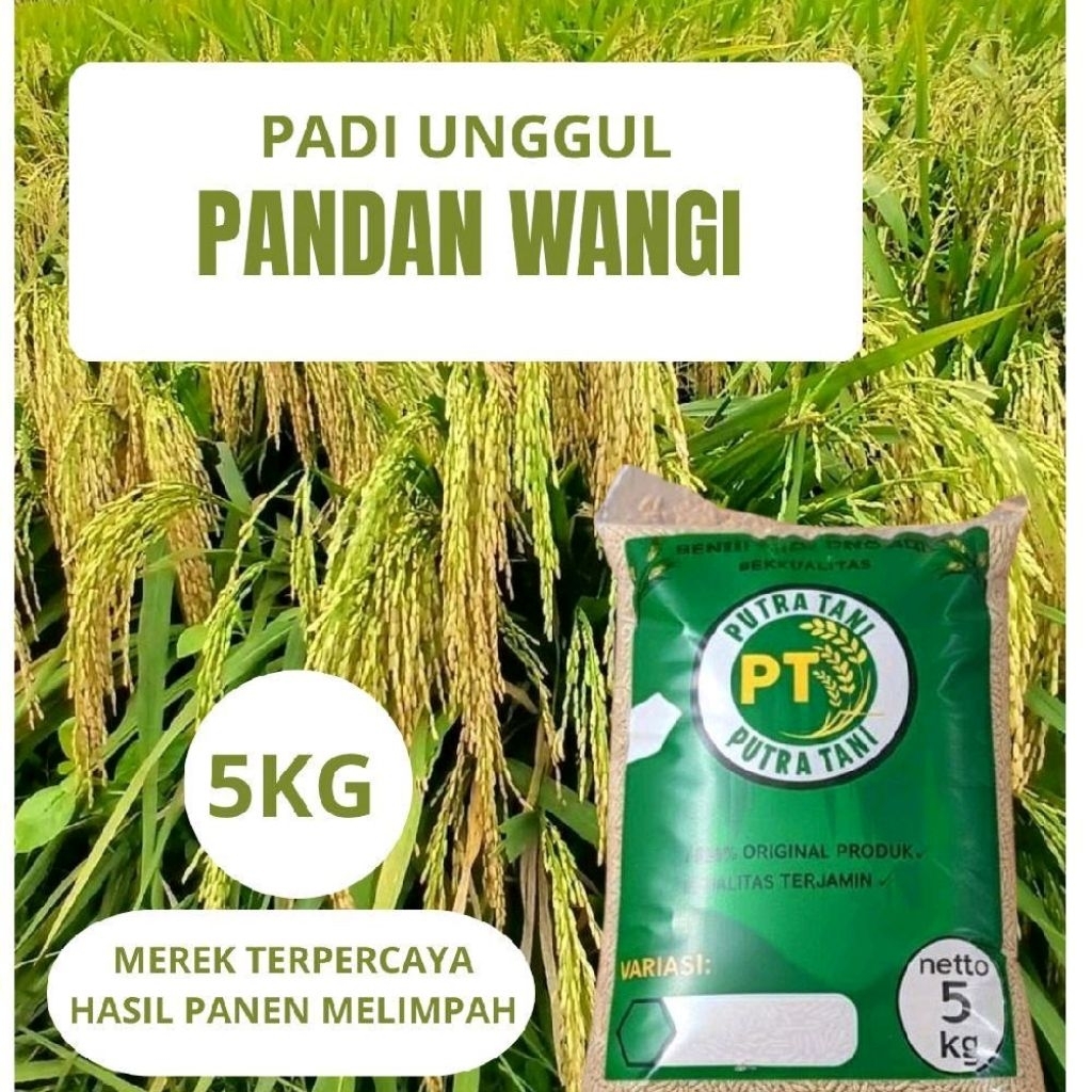 BENIH PADI UNGGUL PANDAN WANGI BIBIT PADI BERKUALITAS 5KG
