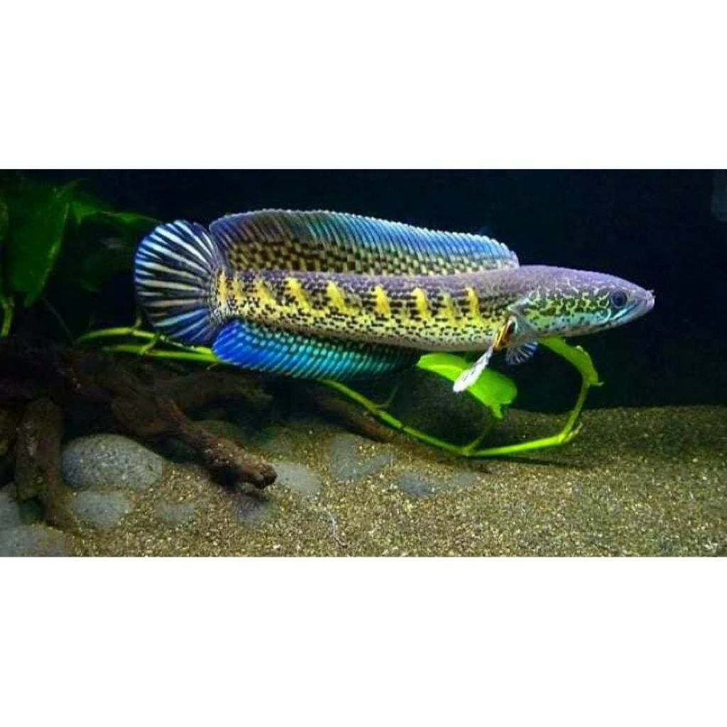 auranti cb isi 4 ekor size 3-6 cm