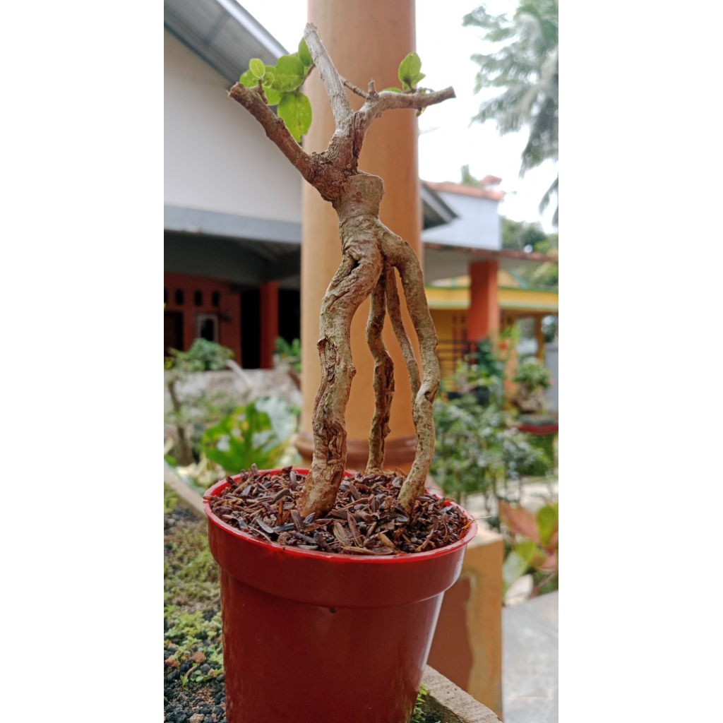 Bonsai sancang mamean