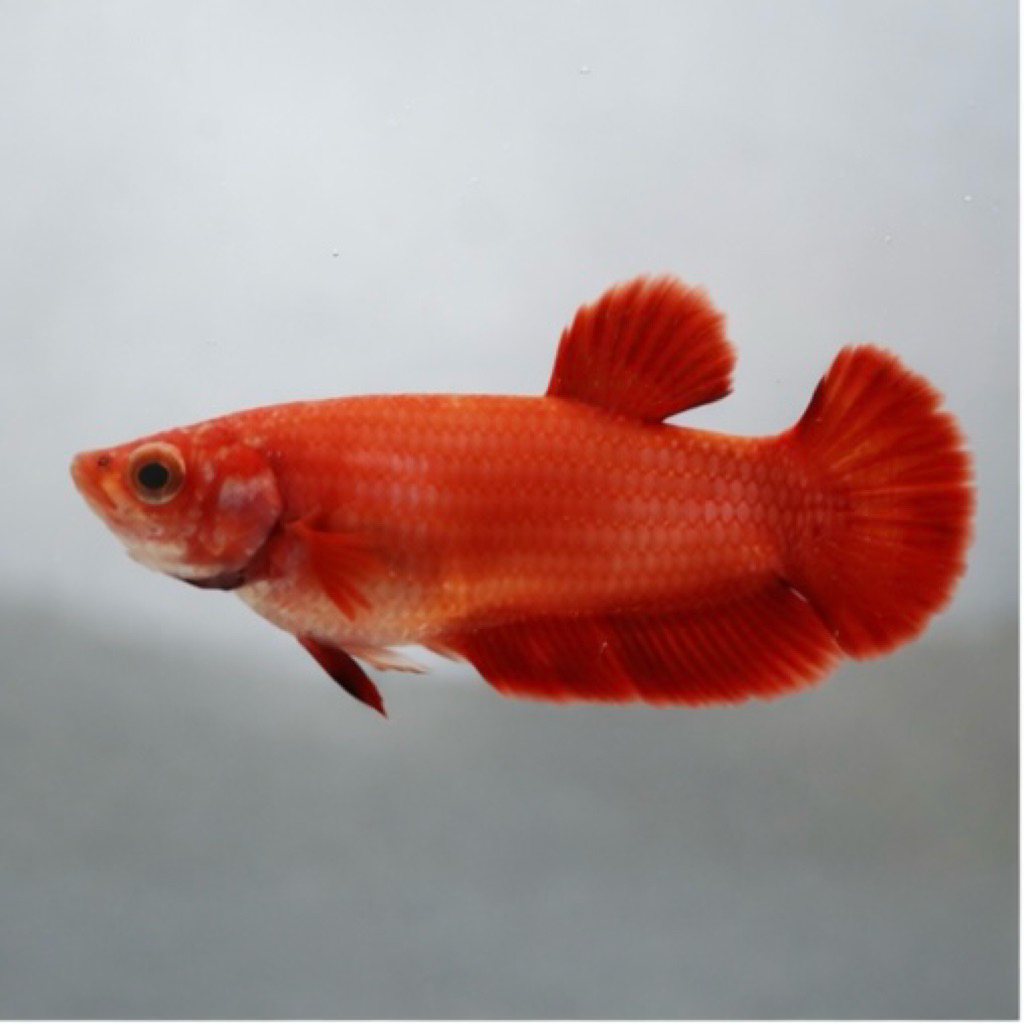 Hiasan akuarium betina cupang plakat super red