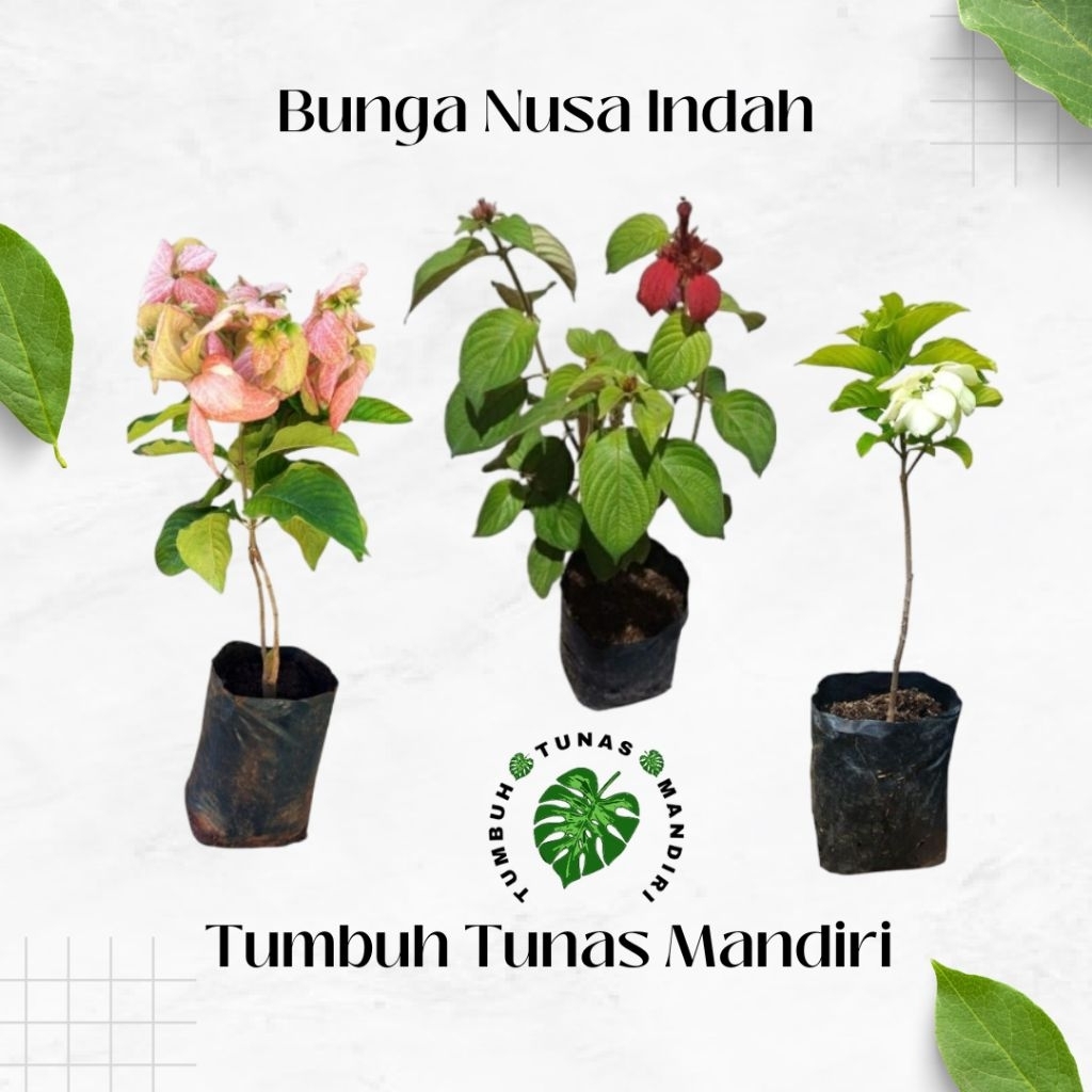Tanaman Bunga Nusa Indah Putih Pink Merah - Pohon Nusa Indah - Nusa Indah