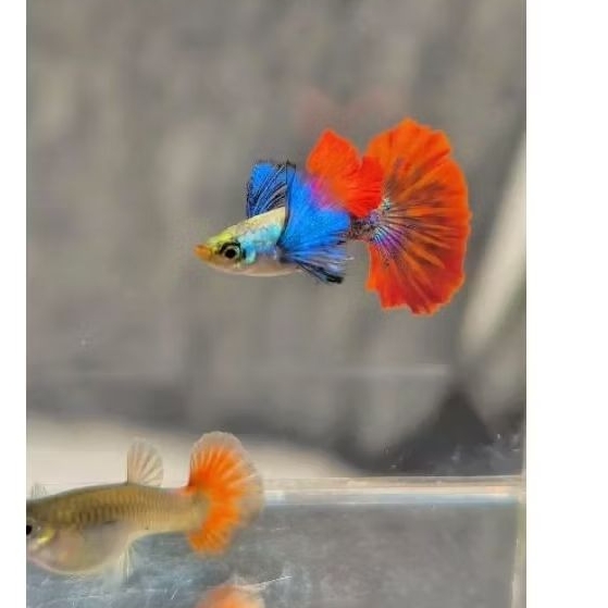 Guppy PRTDE Halfmoon  | Grade A+ | Hiasan Akuarium