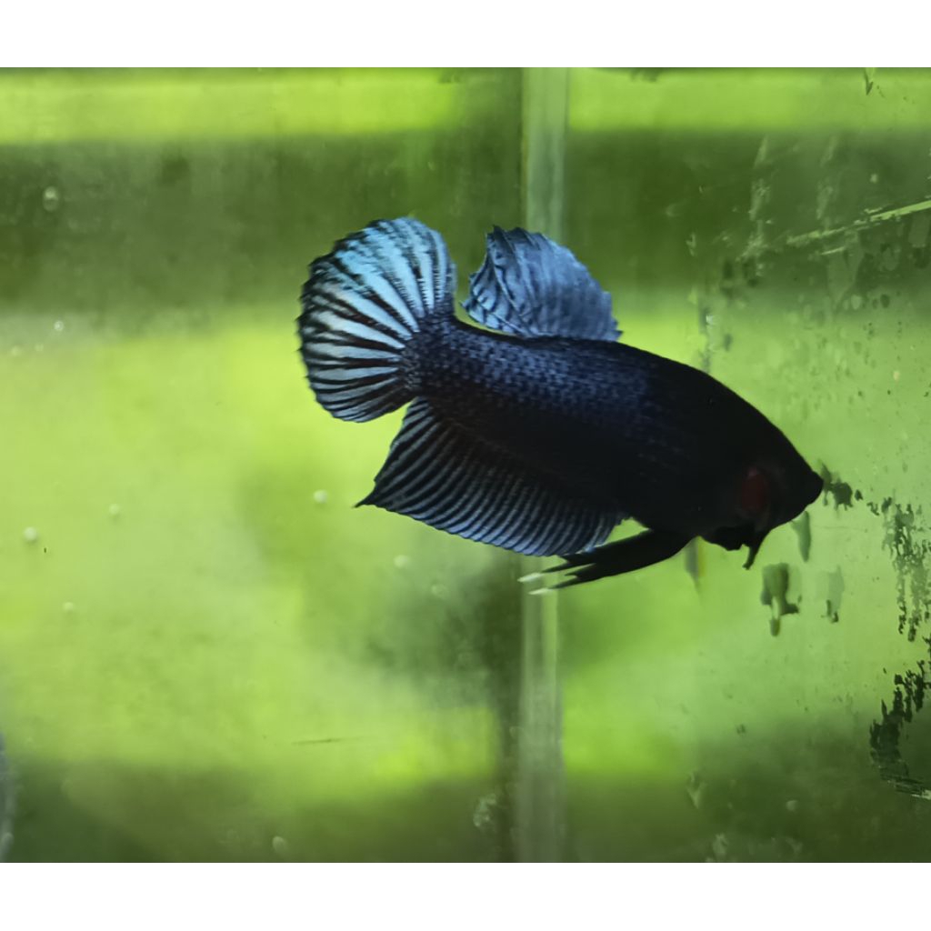 Ikan cupang bagan aduan super size M