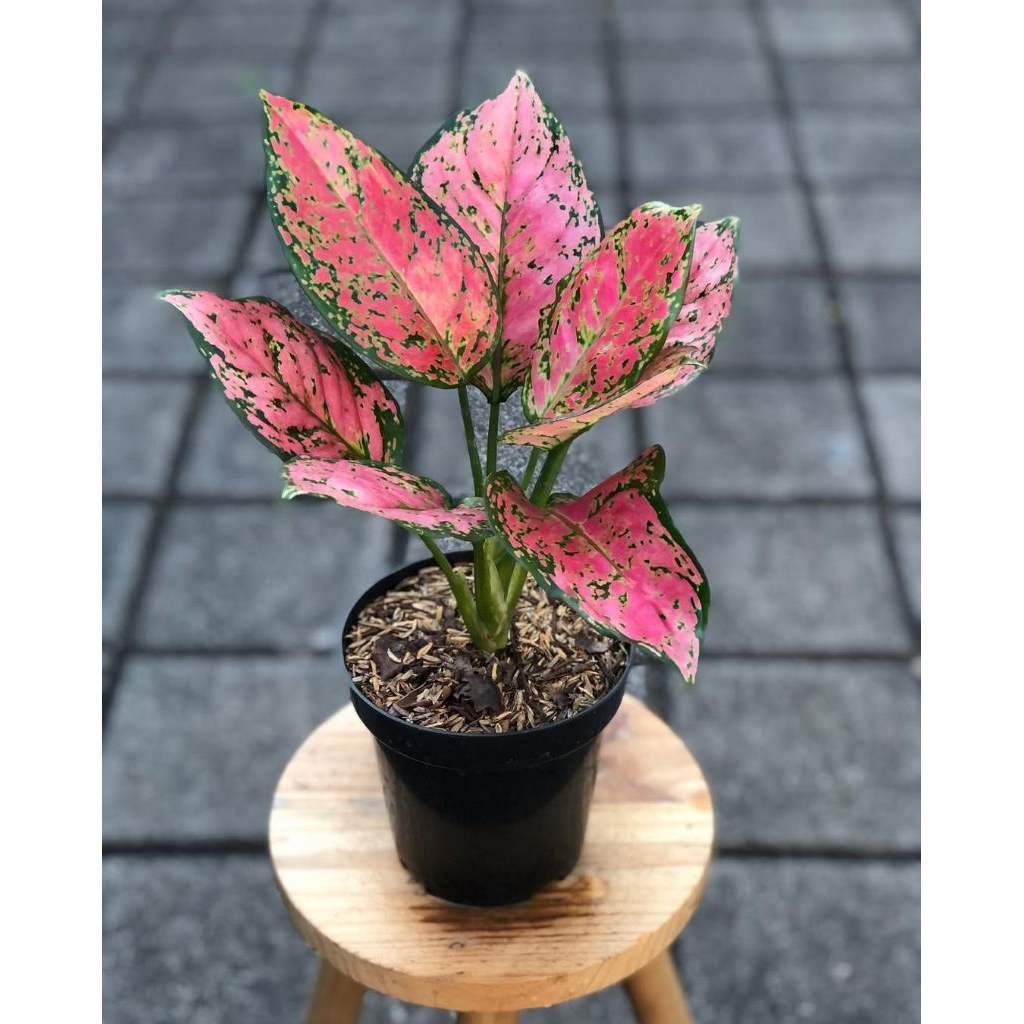 Bibit tanaman aglonema dud Anjamani - Aglonema dud anjamani