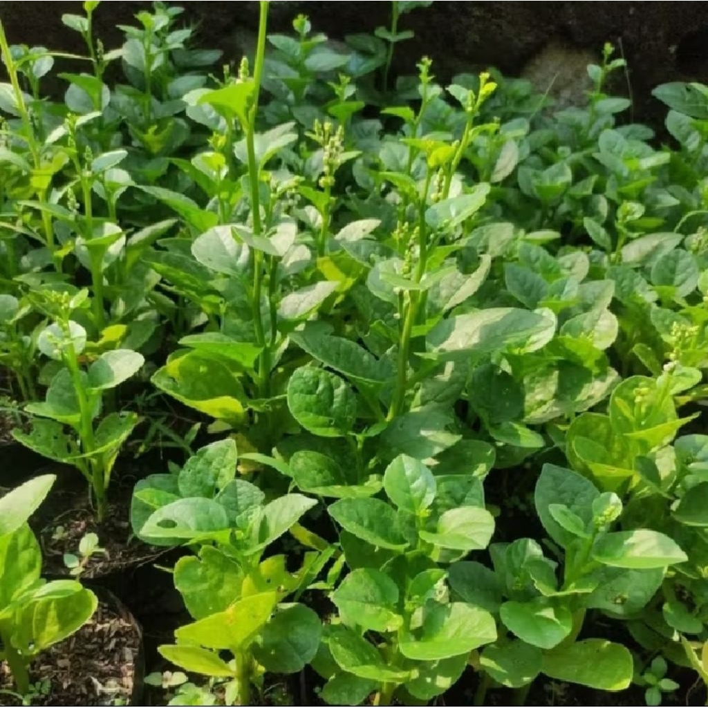 BIBIT BUAH ANGKUNG HERBAL STROKE PREMIUM