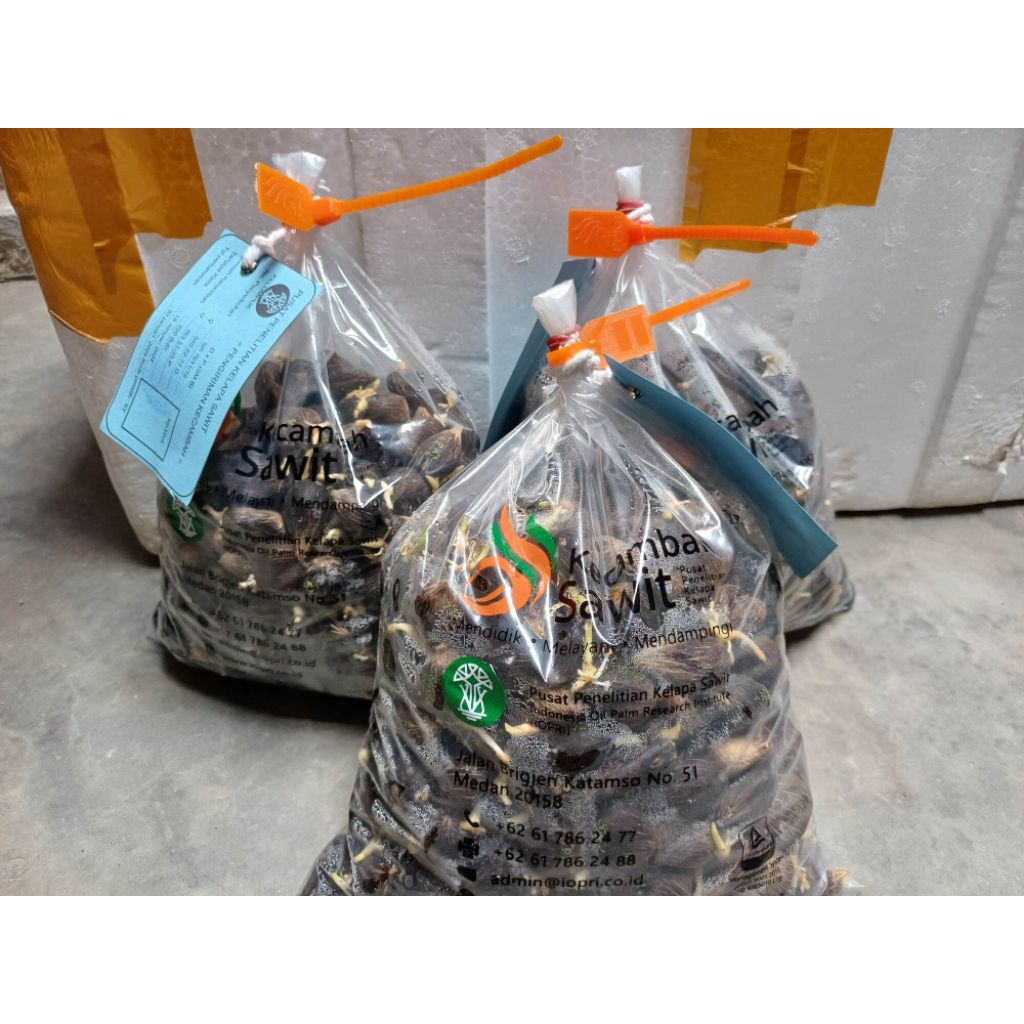 COD (isi 250) bibit kecambah sawit DxP PPKS MEDAN KUALITAS UNGGUL