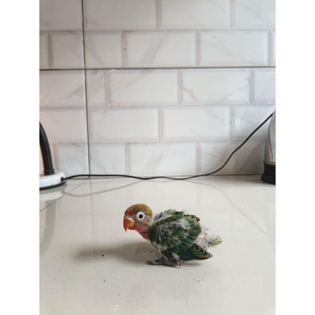 Lolohan burung lovebird