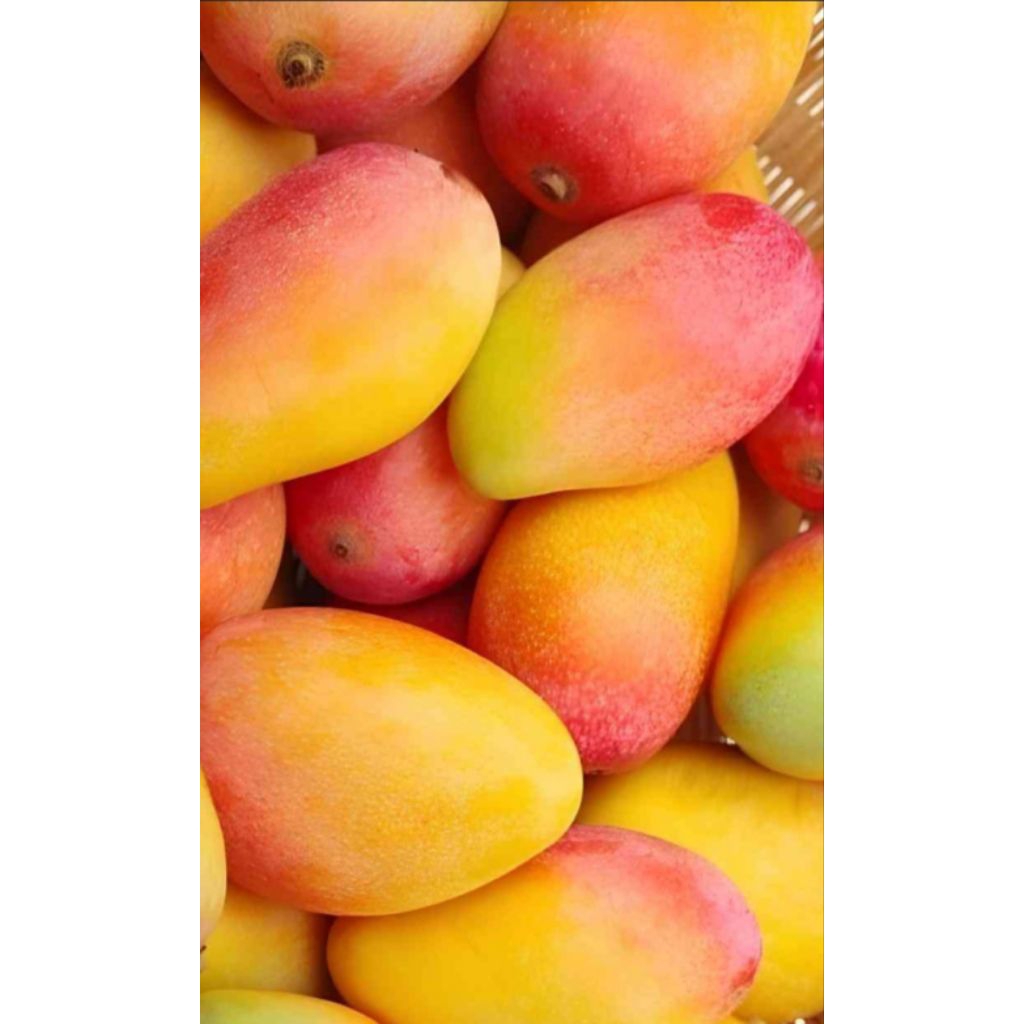 Bibit Mangga podang Manis Cepat Berbuah Tinggi 50cm Up