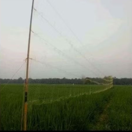 jaring arida siap buat berburu burung benang 0,25