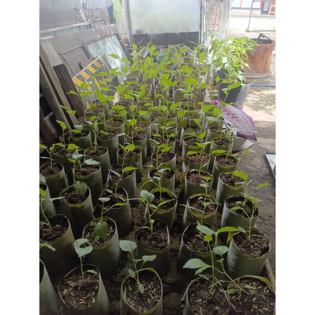 bibit cabai rawit domba