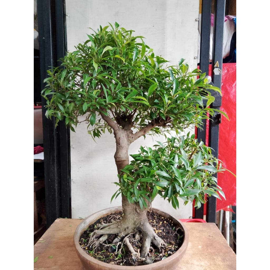 Beringin California rimbun siap pajang