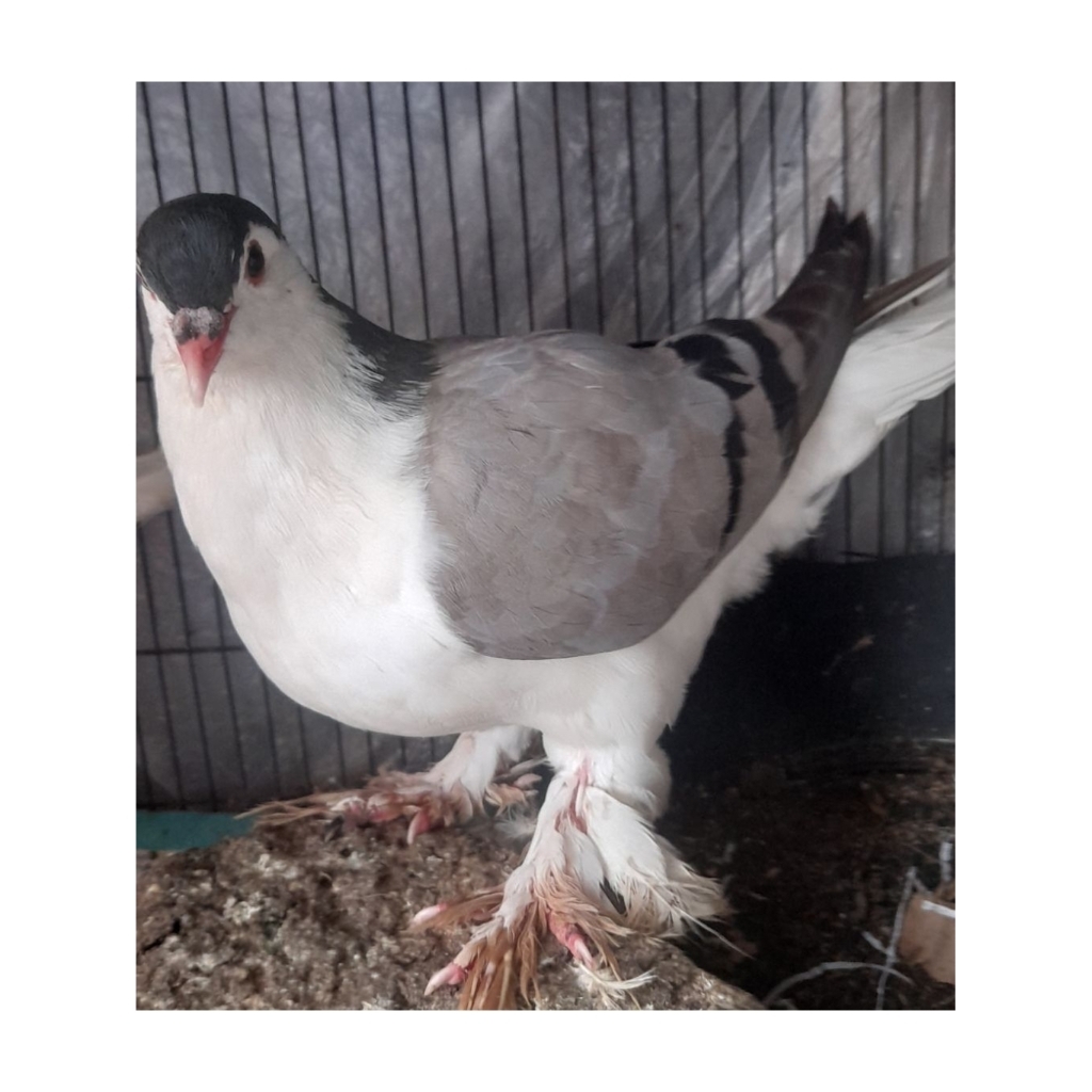 BURUNG MERPATI HIAS LAHORE BLUEBAR JANTAN satuan