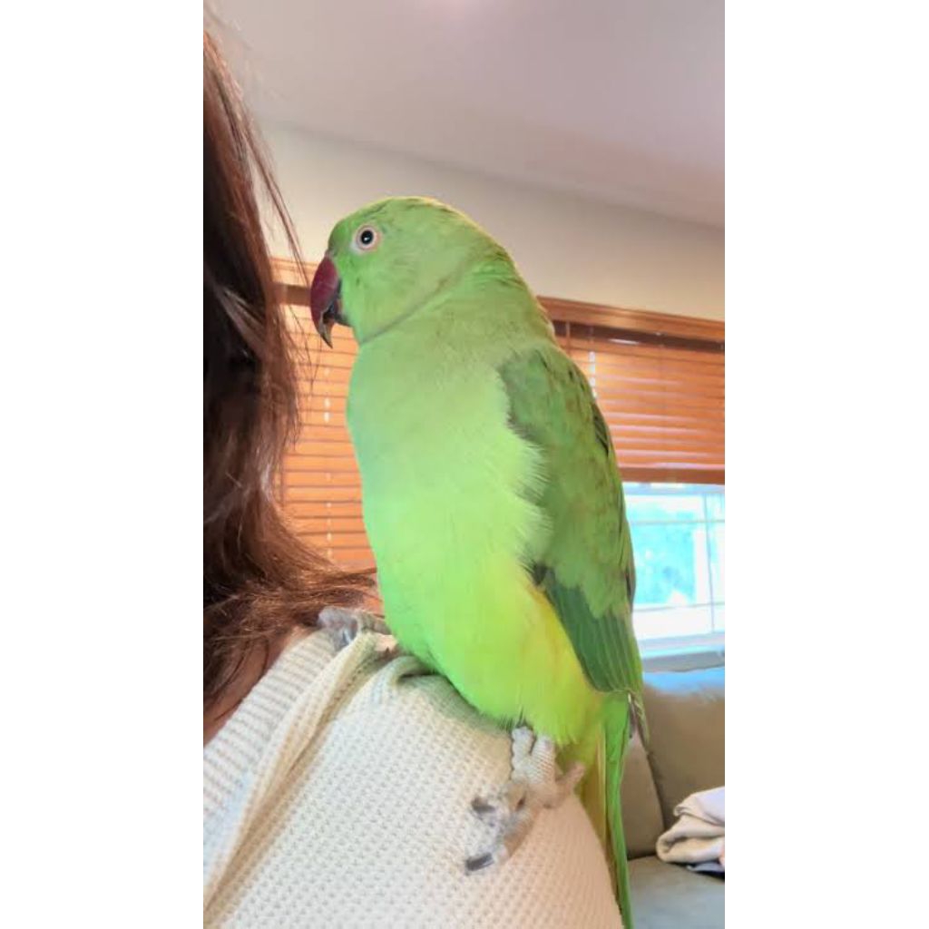 Burung Indian Ringneck Green Jinak Total Bounding Friendly