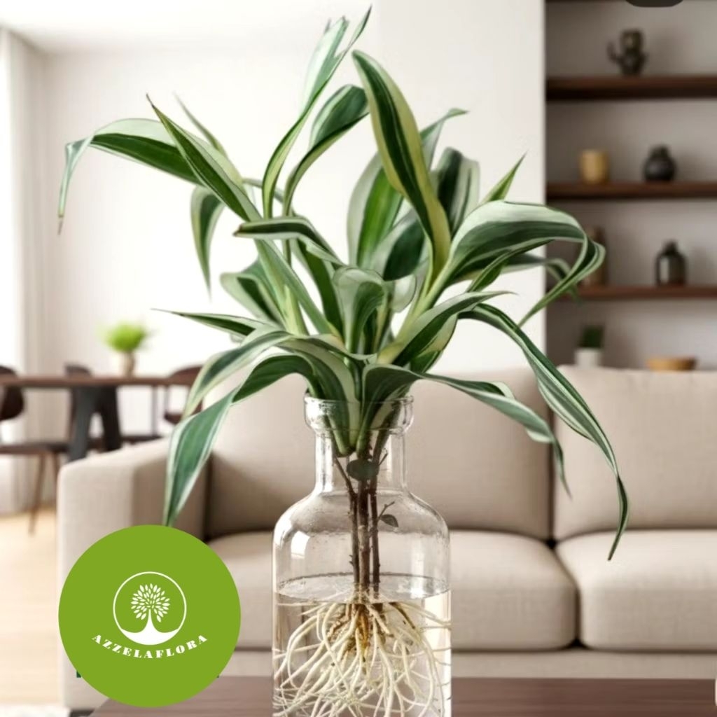 ( BISA BAYAR COD) Tanaman hias viral bambu hoki variegata - bambu hoki media air - bambu sri rezeki