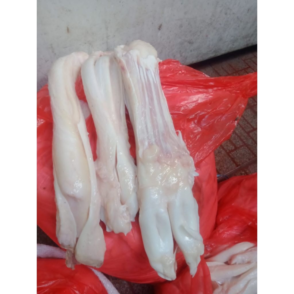 Urat kaki sapi lokal