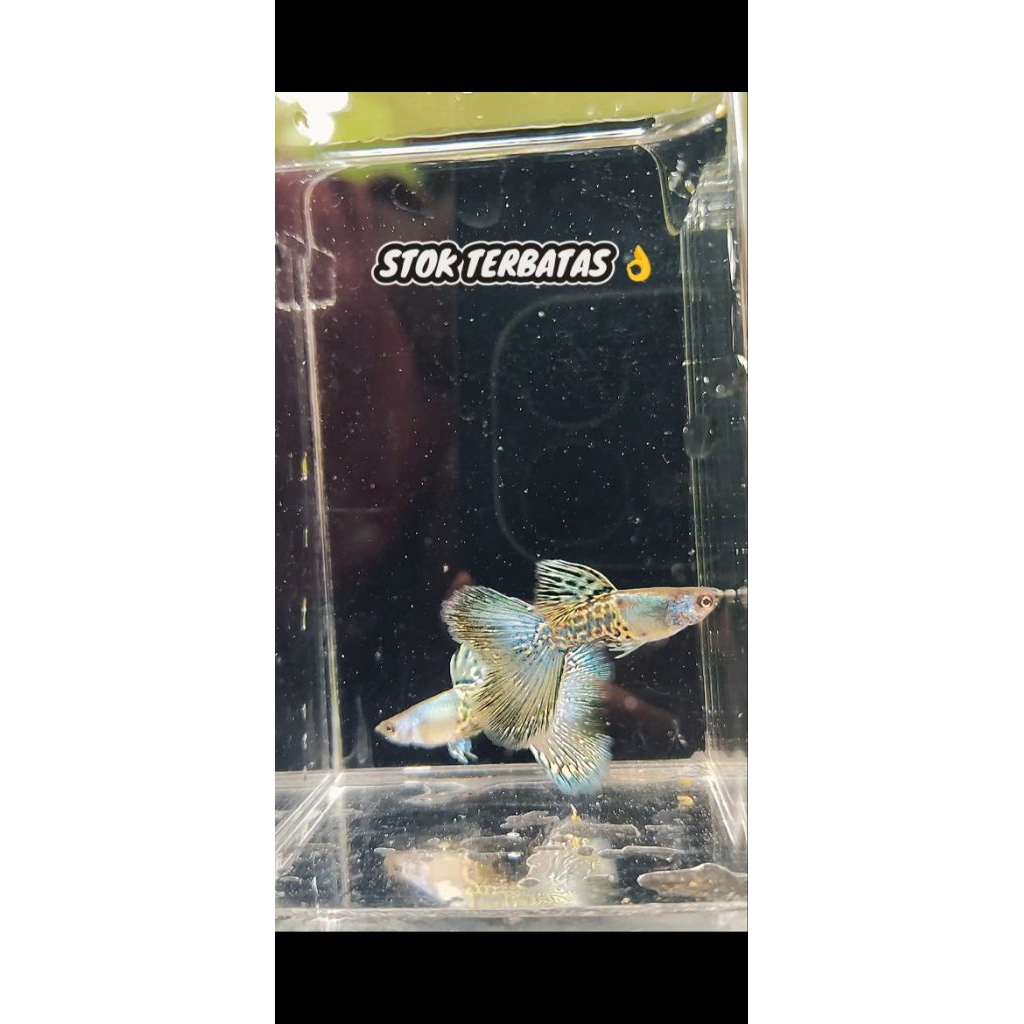 KARDUS ISI GUPPY METAL YELLOW LACE