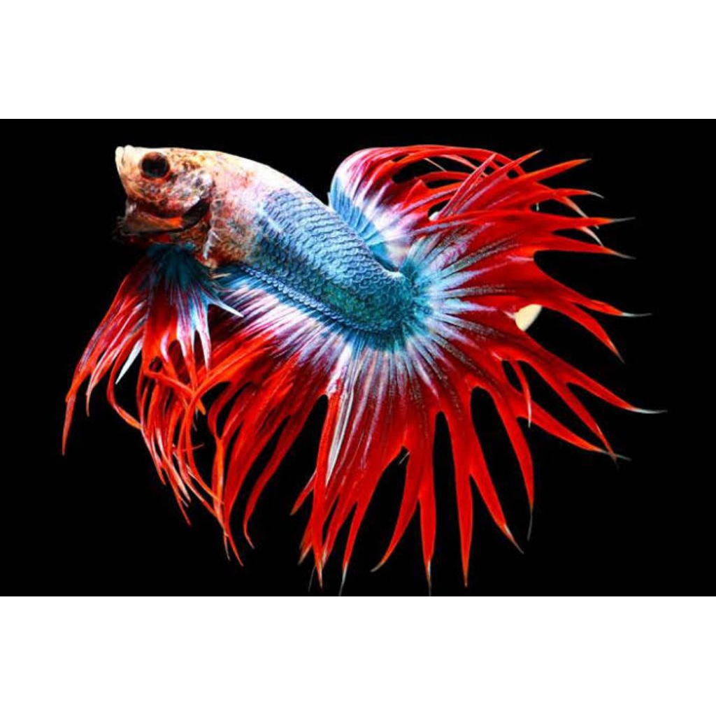 ikan cupang crowntail | serit CT warna warni size M+