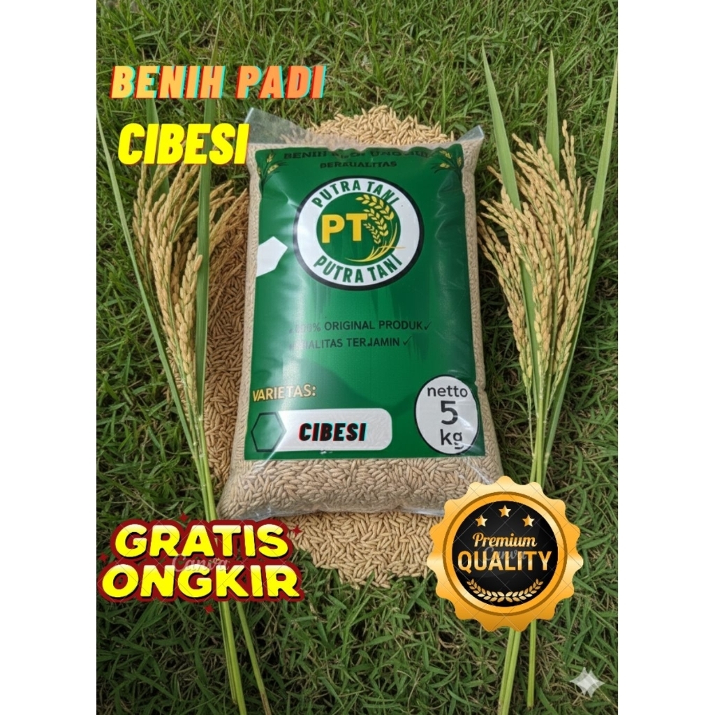 Benih padi bibit padi unggul CIBESI rajanya bobot kemasan 5kg